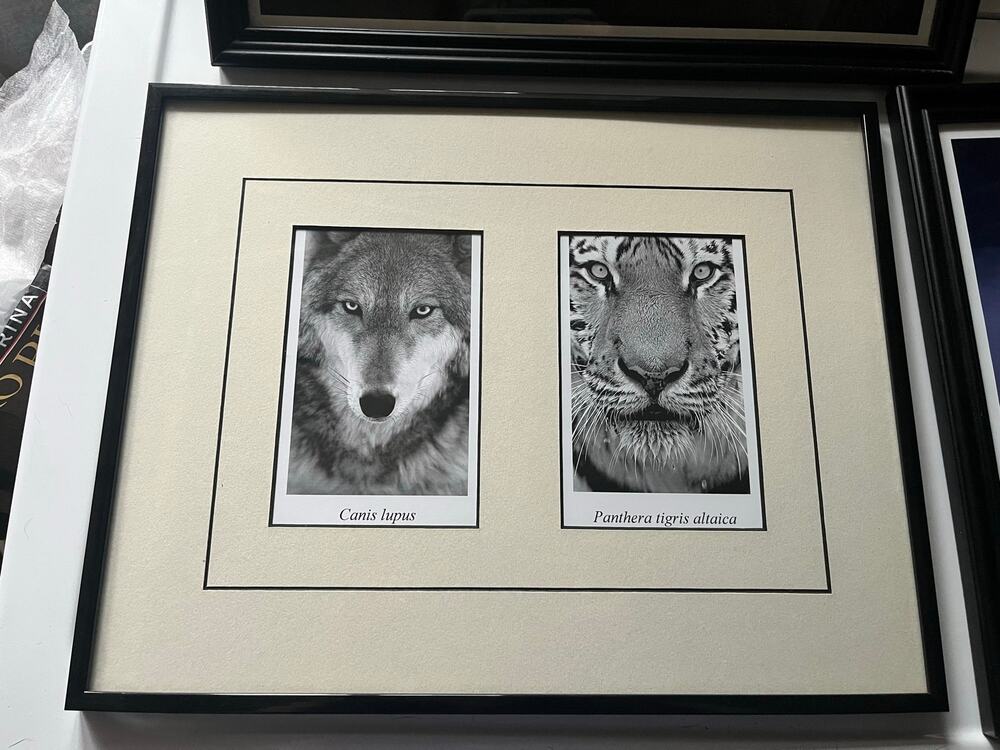 Framed Wall Art Tiger and Wolf Photographs
